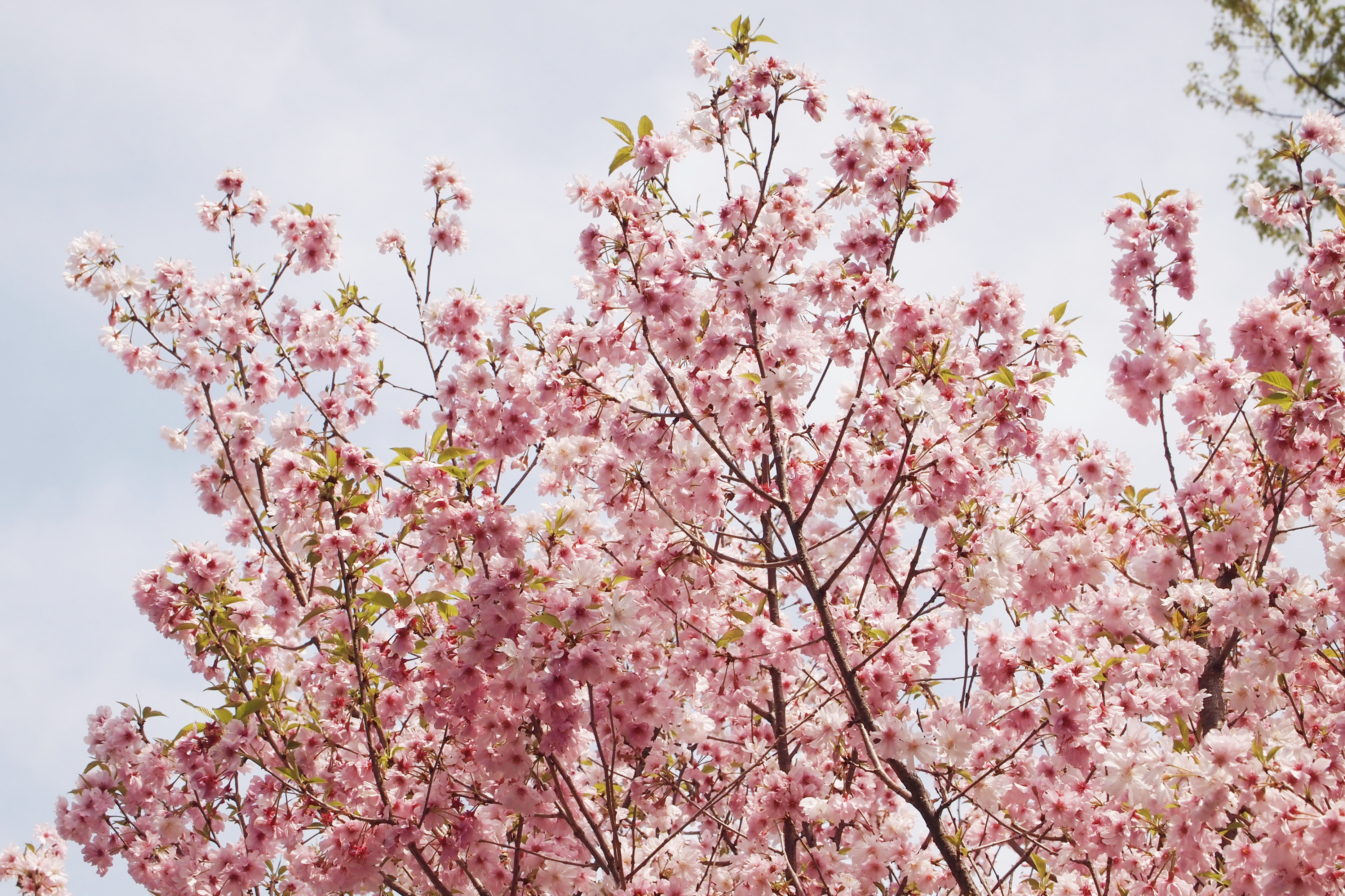 桜の写真