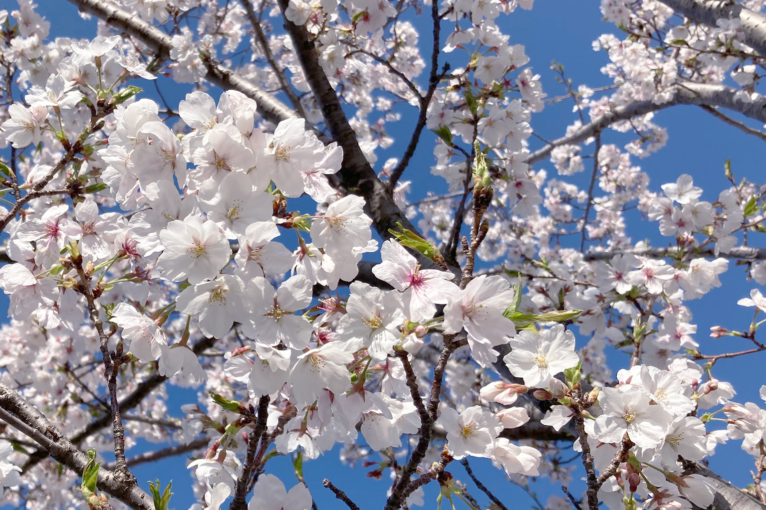 香椎の桜